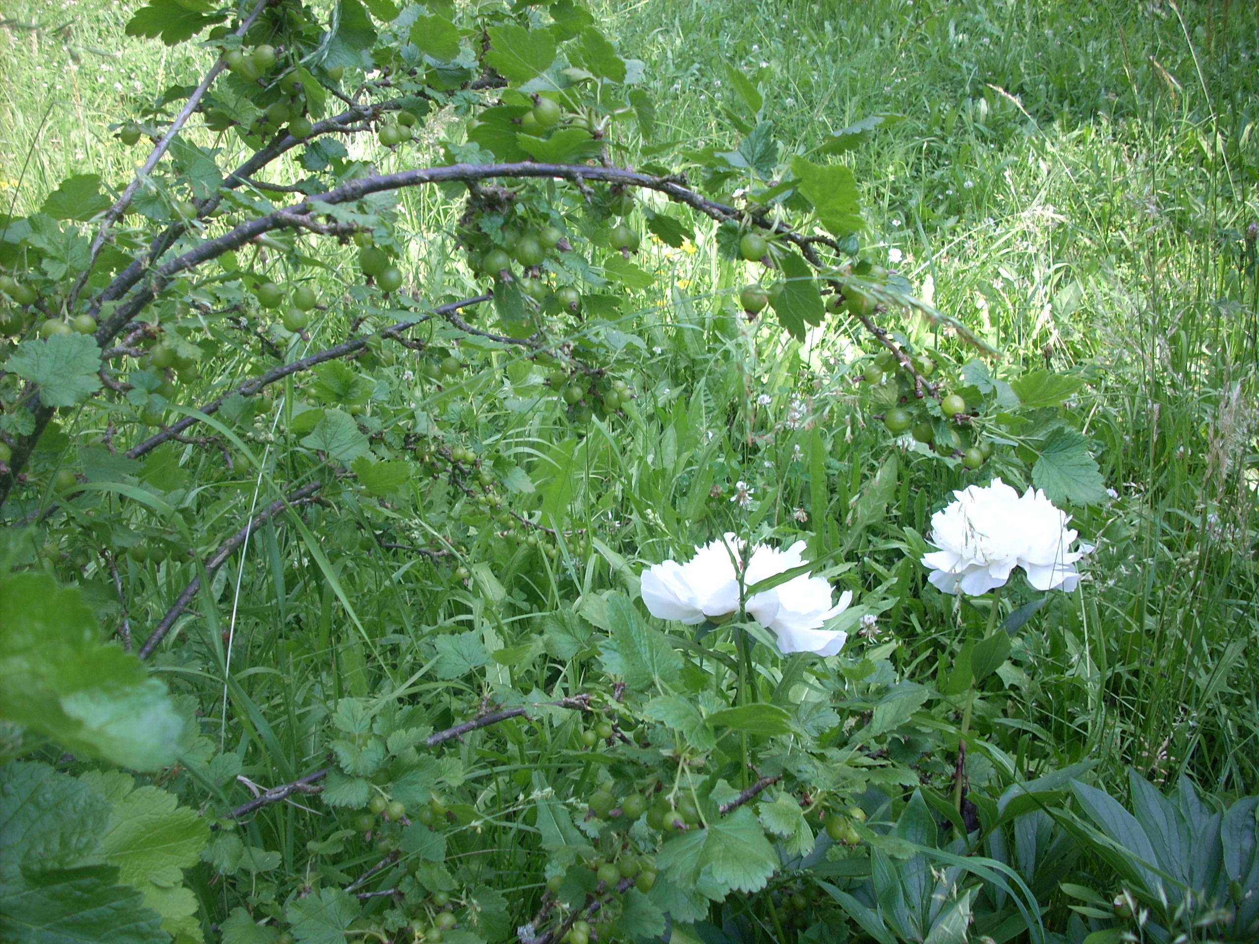 DSCN9766 - kopie
